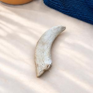 Lamb Horn Marrows